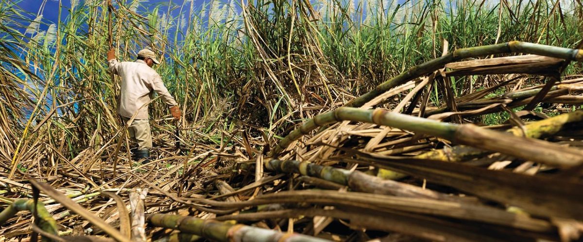 cane, sugar, field-2665662.jpg